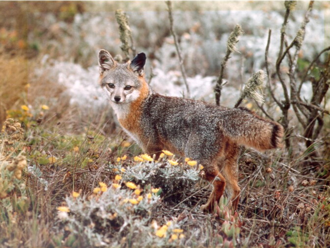A fox species native to California's Channel Islands is shown in this photo courtesy of the U.S. Fish and Wildlife Service.
