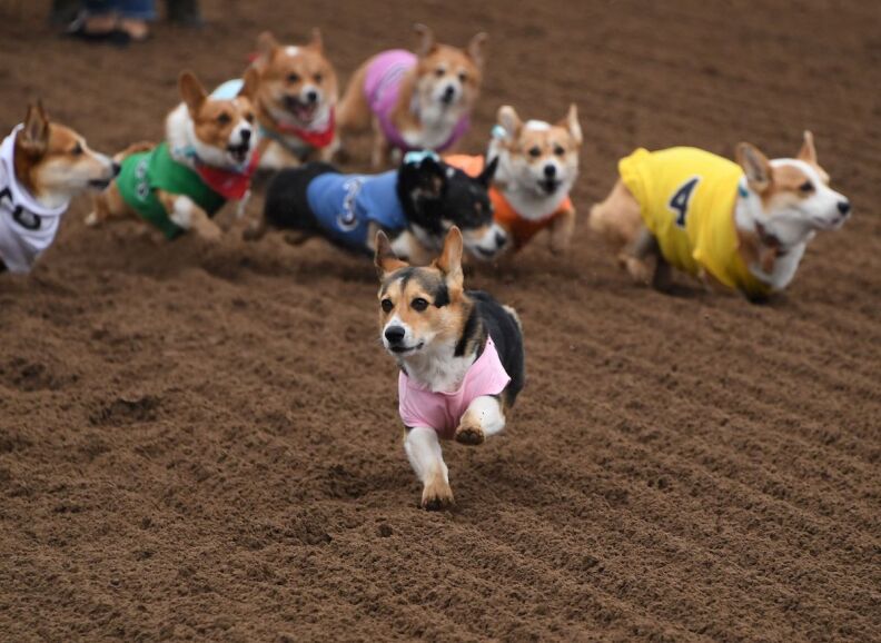 Corgi dogs in colorful jersies race around a track.