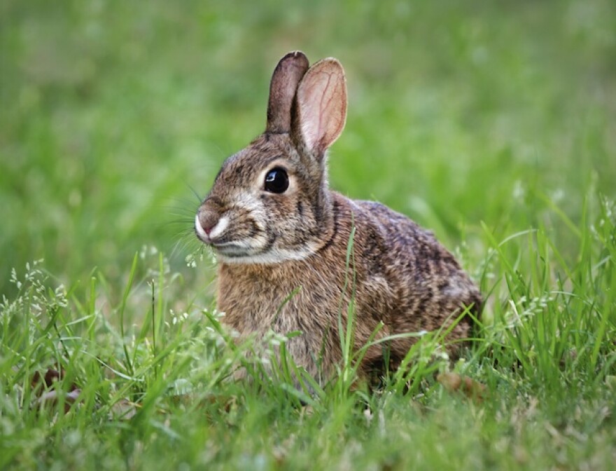 rabbit.jpg