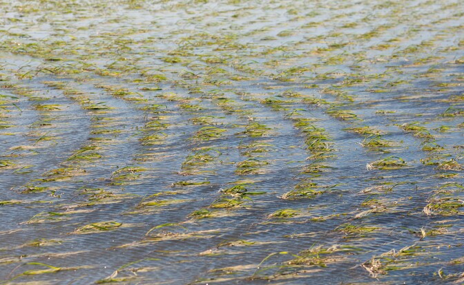A rice field in Sacramento, CA.