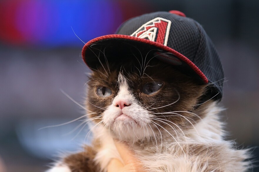 PHOENIX, AZ - APRIL 04:  'Grumpy Cat' on the field before the MLB opening day game between the Colorado Rockies and the Arizona Diamondbacks at Chase Field on April 4, 2016 in Phoenix, Arizona.  (Photo by Christian Petersen/Getty Images)