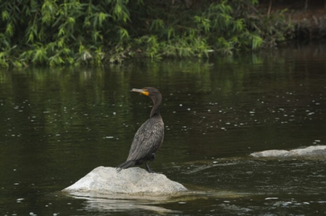 A cormorant -- a tall, charcoal grey bird with a splash of orange around the base of its long, pointed beak -- rests atop a rock jutting out of the middle of this stretch of the LA River where thick, lush foliage lines the banks.