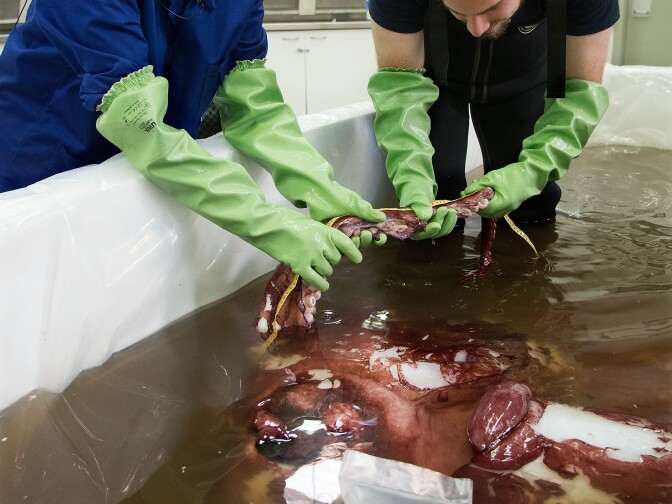 The giant squid was discovered in Antarctica's Ross Sea by a fisherman. 