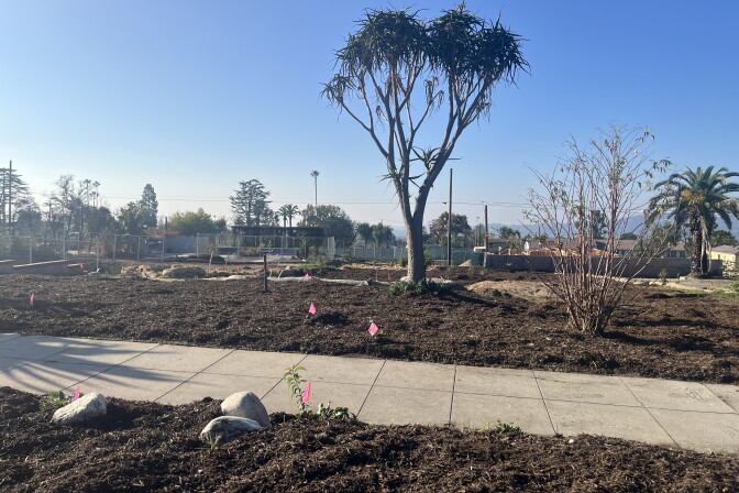 A wide shot of a fire-scarred property with mulch on top of it. 