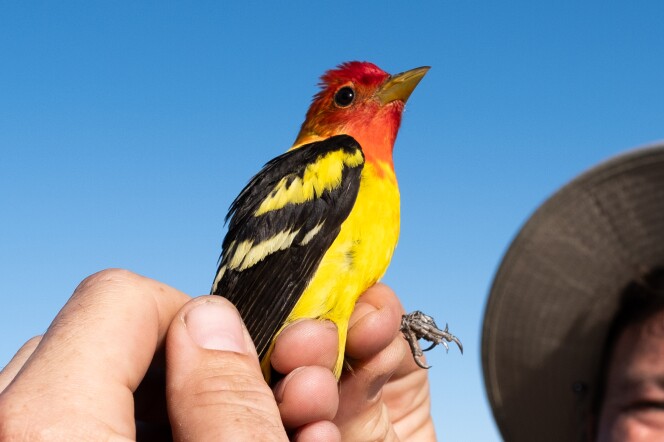A bird with a red head, yellow body and black and white wings being held.