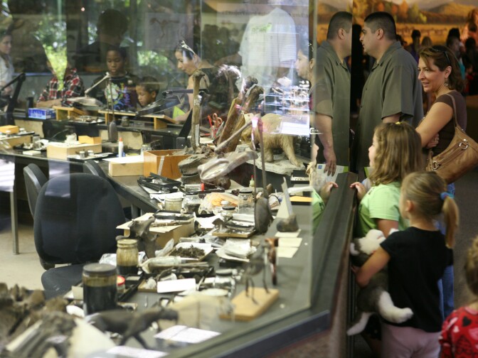 LOS ANGELES, CA -  JANUARY 17:  The Saber-Tooth Cat at the Page Museum on January 17, 2011 in Los Angeles, California. (Photo by Ryan Miller/Capture Imaging)