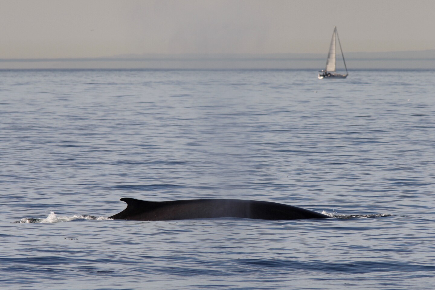The top of a fin whale breaks the surface of the water with a sail boat in the background.