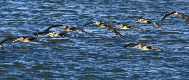 CA brown pelicans flying
