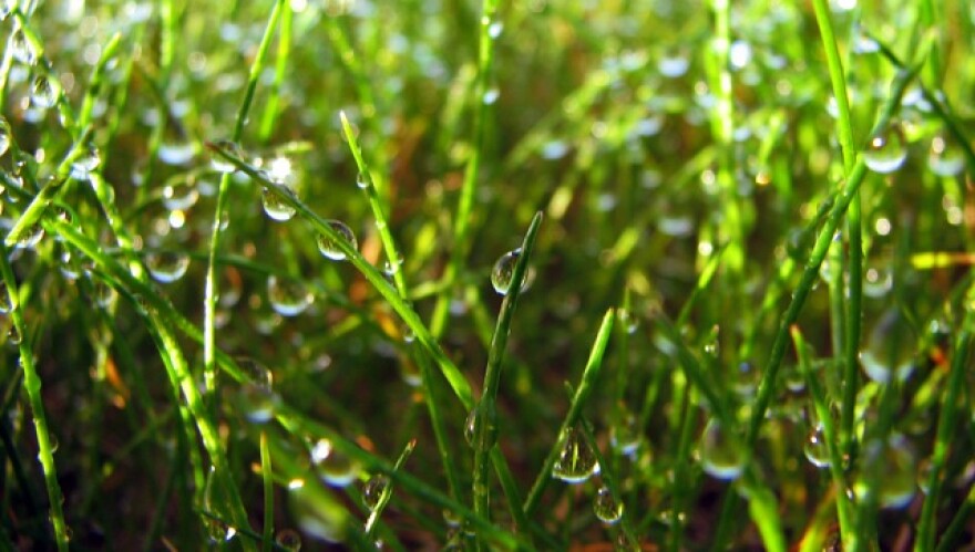greigsmithwatering.jpg