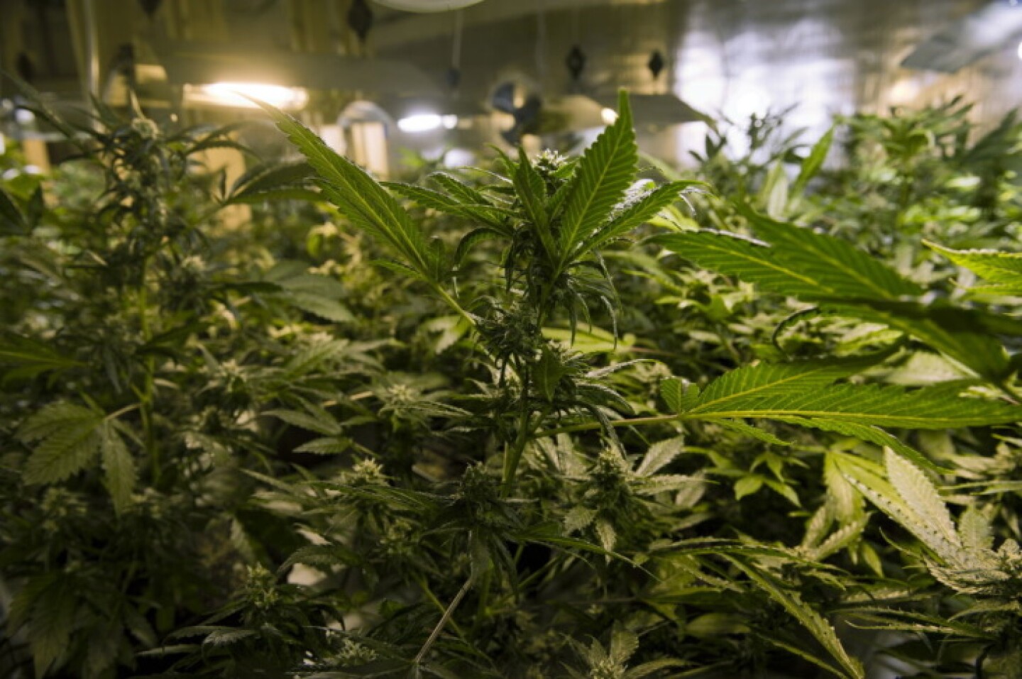 A close-up image of marijuana plants inside a grow house.