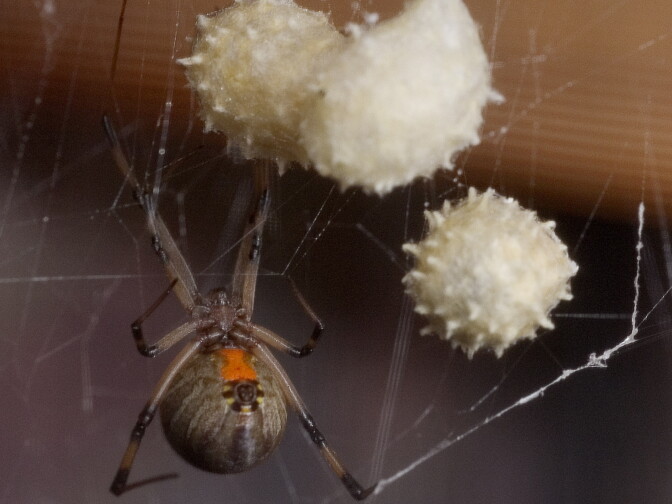 A Brown Widow spider, displaying the famous red hour glass marking under her abdomen,  guards her egg sacs near Archer, Fla., Sept. 3, 2004.  Though her bite is considered dangerous, the Brown Widow is shy and seldom bites unless provoked or her eggs threatened. This relative of the Black Widow makes its home in dark corners, under furniture, and abandoned containers such as old cans or unused pvc pipe. (AP Photo/Phil Sandlin)