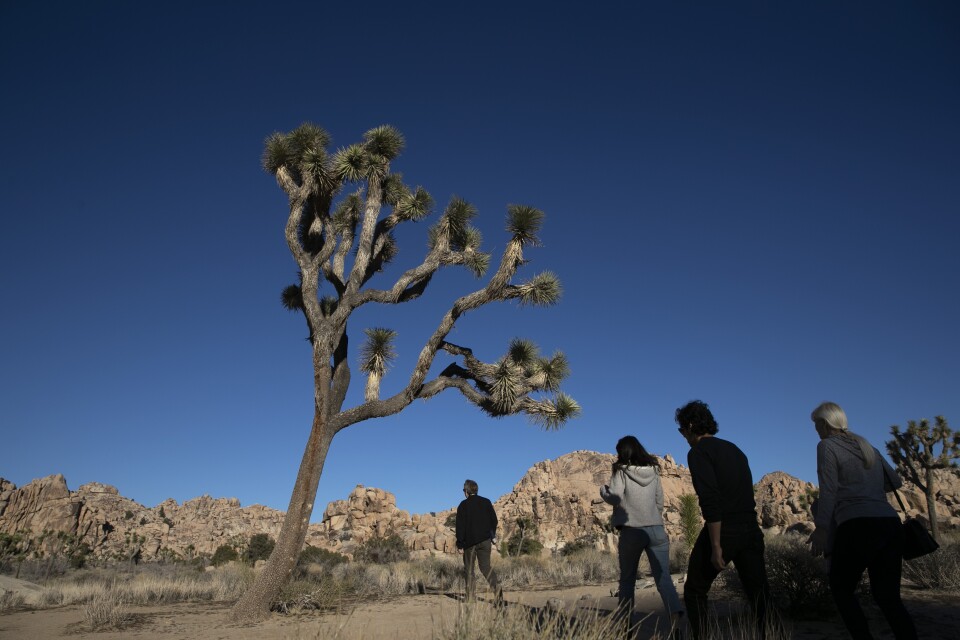 A Joshua tree is set against a clear blue sky as people walk past.