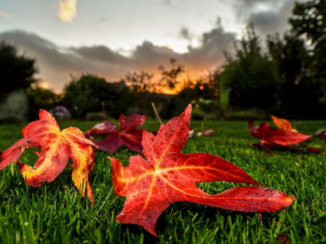 A leaf from a sweetgum tree lies on the grass at Godewaersvelde, France on October 27, 2017.