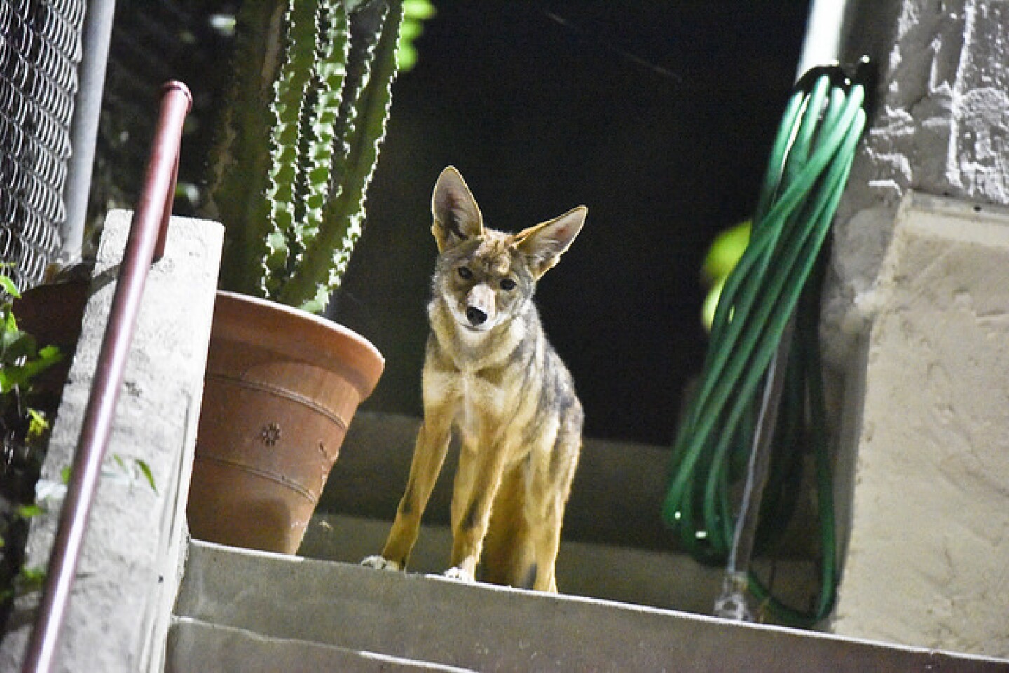 coyote_cute.jpg