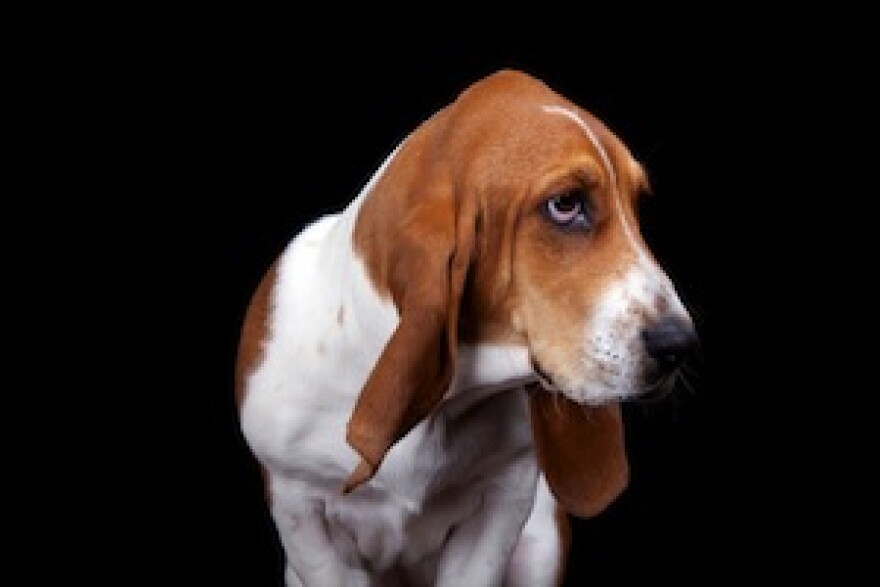 bassett.jpg