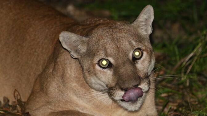 P-41, a 130-pound male mountain lion, was found in the Verdugo Mountains on May 7, 2015