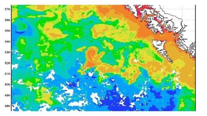 Yellow and brown colors show relatively high concentrations of chlorophyll in August 2012, after iron sulphate was dumped into the Pacific Ocean as part of a controversial geoengineering scheme.  