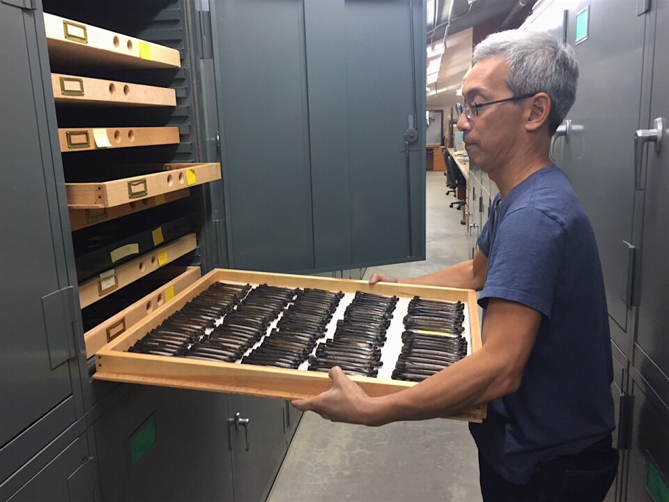 La Brea Tar Pits Museum Curator Gary Takeuchi removes a tray containing leg bones from the California turkey.