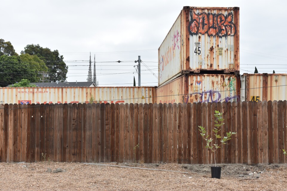 A lone plant sits in a desolate lot. Behind it is a brown fence; behind that are rusting shipping containers, daubed with graffiti