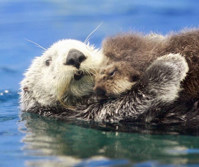 Tokyo, JAPAN: A five-year-old female Russian sea otter Meel (L) holds her baby on her chest and swims in the large fish tank during a press preview at the Sunshine International Aquarium in Tokyo 13 June 2007. The aquarium unveiled the baby Russian sea ottar, born at the aquarium 02 June.     AFP PHOTO / Yoshikazu TSUNO (Photo credit should read YOSHIKAZU TSUNO/AFP/Getty Images)