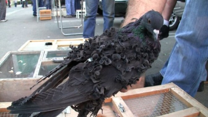 A fancy pigeon (known as a "frillback") at the Los Angeles Pigeon Club's monthly meeting