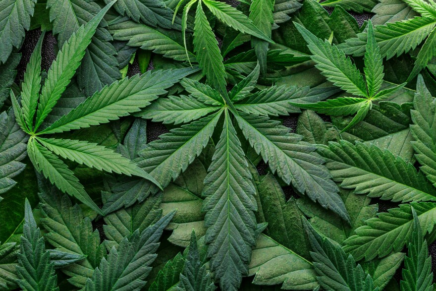 Deep green marijuana leaves fill the frame