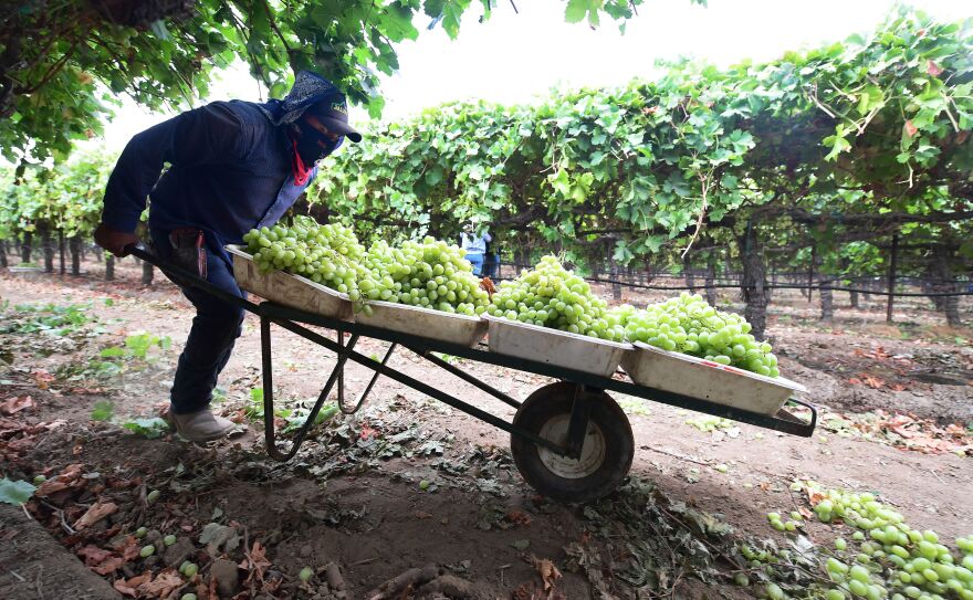 Amid a lush green grape vineyard, a farmworker in a dark navy hoodie, pants, baseball cap, and bandana pushes a rusty brown wheelbarrow filled with large white containers holding juicy bunches of green grapes. He has a dark blue bandana over his nose and mouth as he walks on the dirt ground littered with leaves, rocks, and fallen grapes.