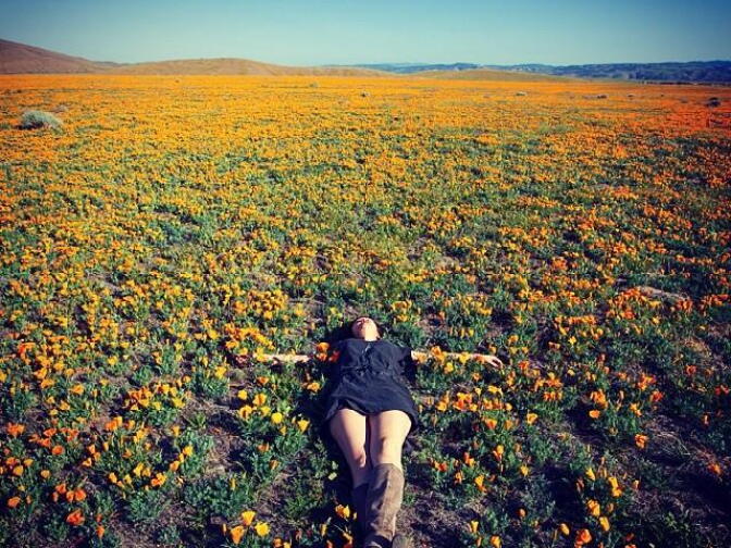 Poppy Fields 