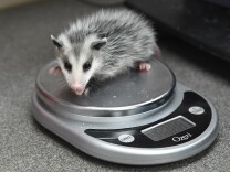 A rescued baby opossum is weighed at the Pelican Harbor Seabird Station in Miami, Florida, May 20 2016. 
A non-profit wildlife rehabilitation facility dedicated to rescuing, rehabilitating and releasing injured seabirds in the Biscayne Bay area. / AFP / RHONA WISE        (Photo credit should read RHONA WISE/AFP/Getty Images)
