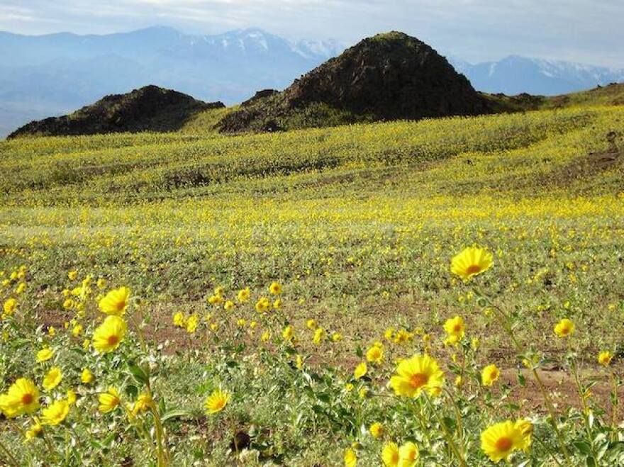 Yellow poppies are show in the foreground of a photo of a wide filed with two small green hills in the background. The rest of the field is yellowish-green.