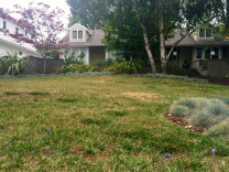 “When that rebate goes away, your business model is going to be on shaky ground,” said Sandra Giarde, Executive Director of the California Landscape Contractors Association.