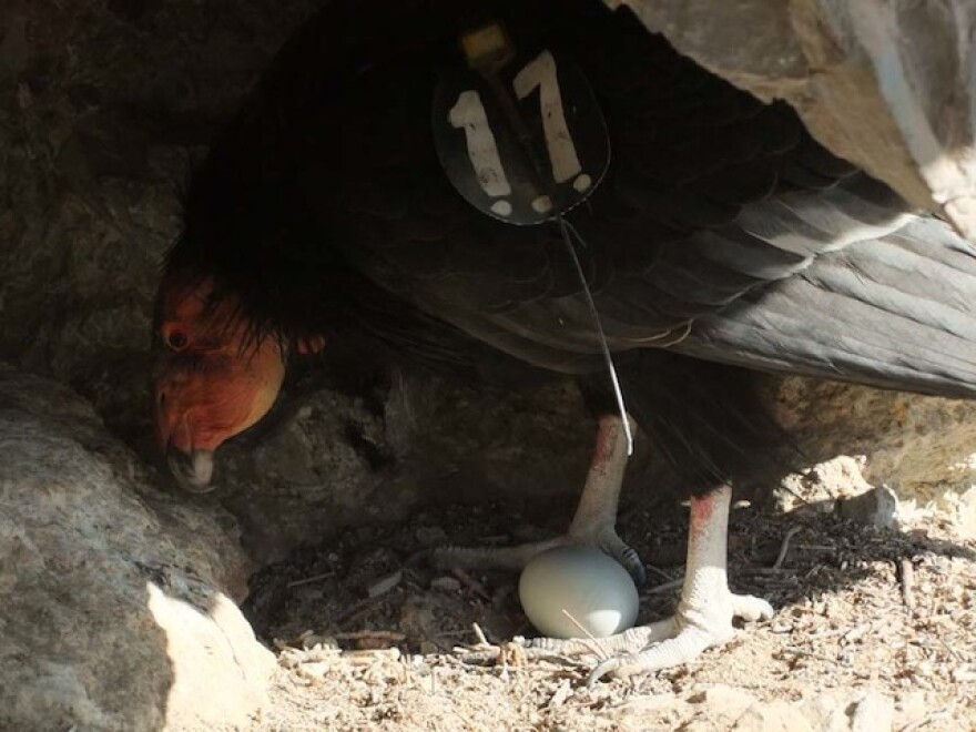 condor-baby-pinnacles.jpg