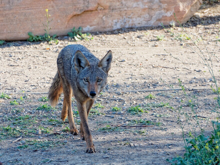 coyote_tarzana.jpg