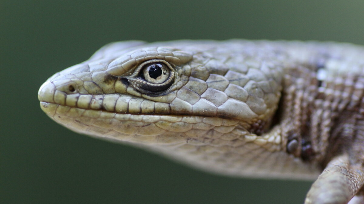 Noticing more lizards running around? Here's the likely reason
