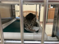 A small tabby cat in a kennel looks up from its paper food tray. 