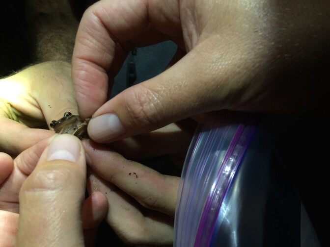 Researchers examine the dewlap of a male coqui frog.