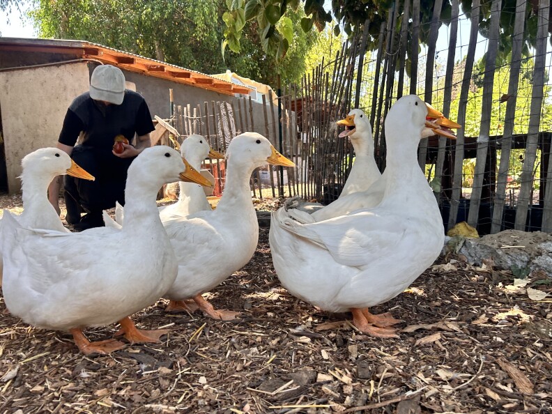 Six white ducks with orange beaks are gathered together in an outside space, with the ground covered in a layer of wood chips. A person wearing all black, with an off-white hat, is kneeling down in the background with apples in their hand. 