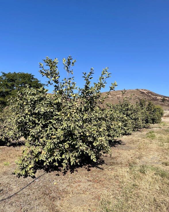 A row of small trees under a blue sky.