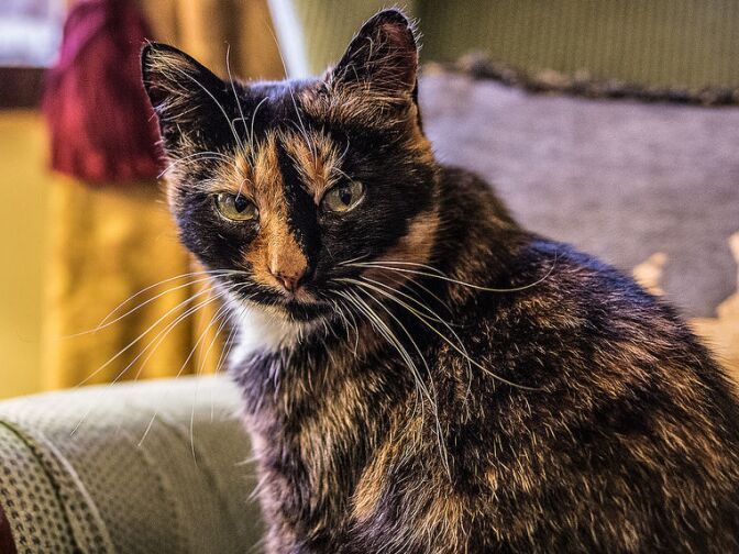 Tortoiseshell cat at home.