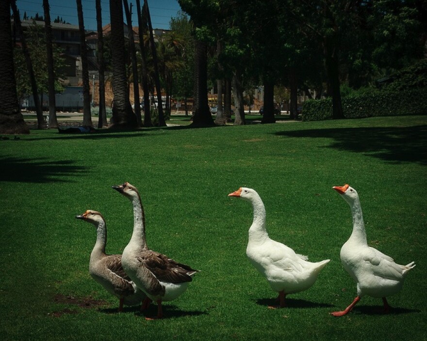 geese.jpg