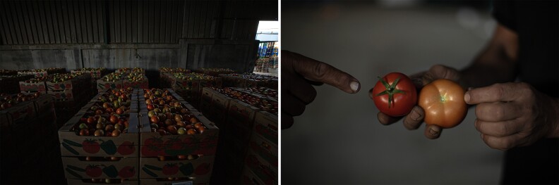 Israel has permitted the import of Gaza tomatoes since the <em>shmita </em>year in 2015. Gaza farmers protest Israeli agricultural requirements to remove the tomato stems, saying this damages the produce.