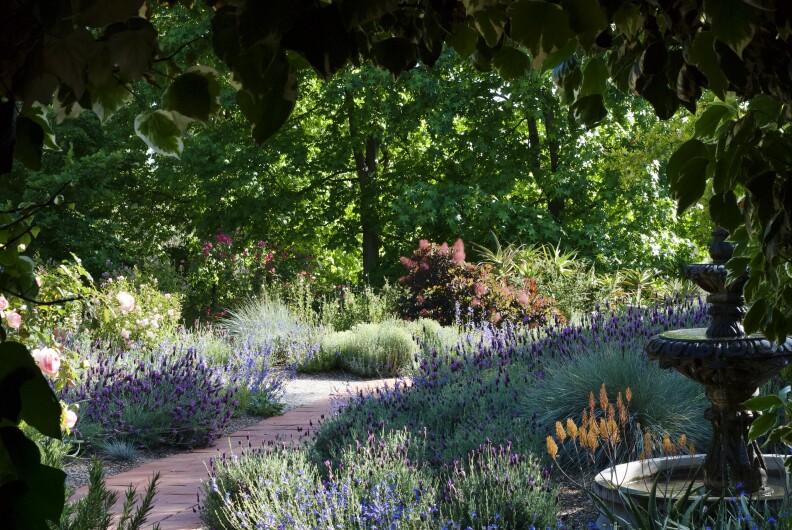 A lush native plant garden in southern california on a sunny day