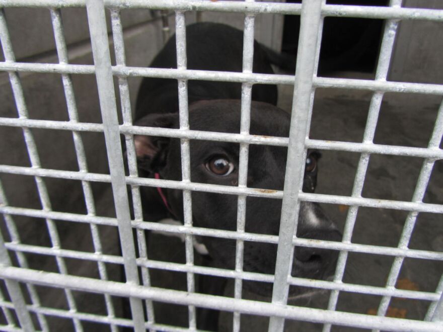 Recent reporting from the Los Angeles Times found that many local animal shelters are reaching occupancy and overcrowding.