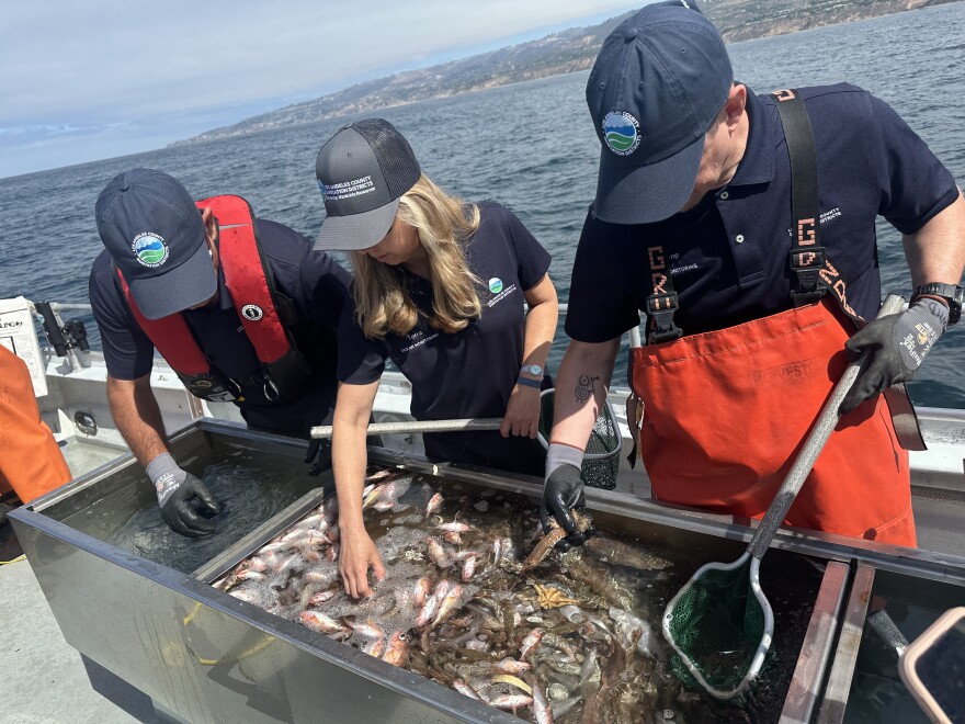 Theree people wearing caps stand over a tank of fish. They are on a boat and the ocean and coast are visible in the background.