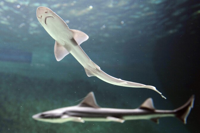 A picture taken on April 5, 2013 shows a smooth-hound shark (Up) with an adult female (background) in the aquarium of Talmont-Saint-Hilaire, western France. Three females gave birth in captivity to twenty five smooth-hound sharks measuring betwen 20 and 30 cm (8 to 12 inches). The aquarium keeps twelve females caught by fishermen of Les Sables d'Olonne one year ago. AFP PHOTO/ JEAN-SEBASTIEN EVRARD        (Photo credit should read JEAN-SEBASTIEN EVRARD/AFP/Getty Images)