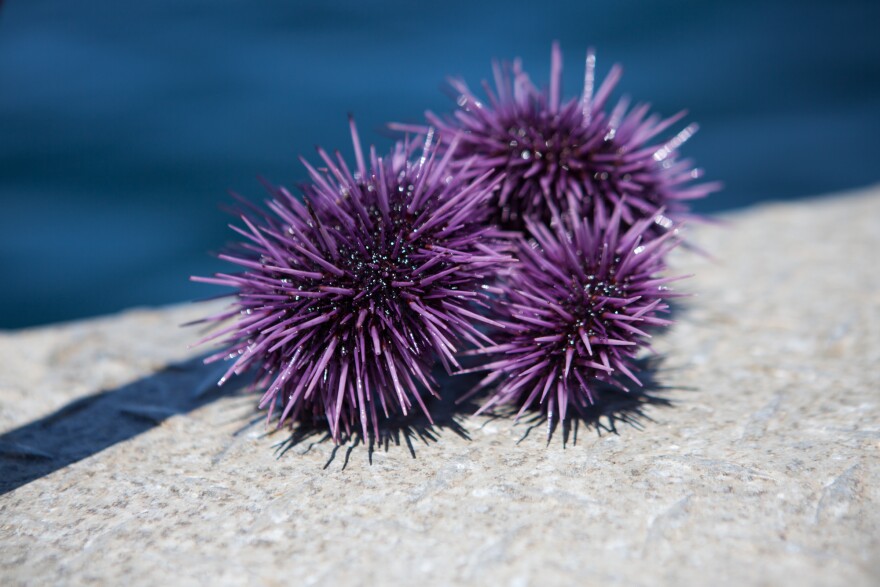 Purple sea urchins eat everything in their path, including the millions of kelp spores trying to take root on the ocean floor.