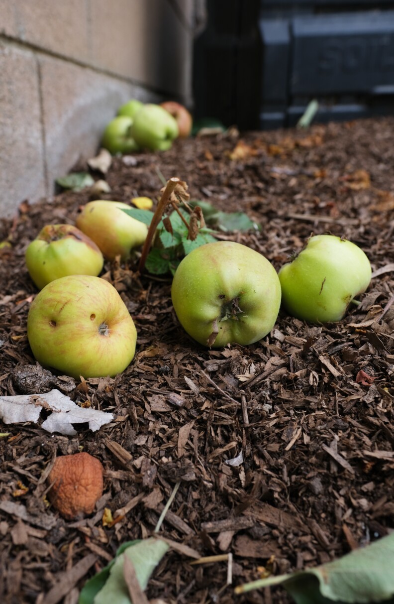 Apples rotting on brown wood chips.