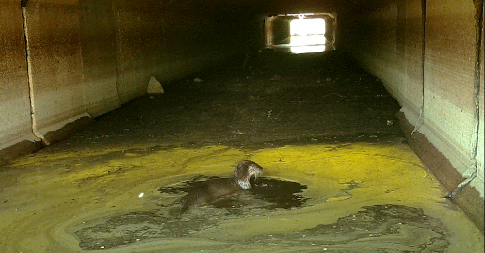 An otter floats in green, algae-filled water, poking its nose in a moving graphic at the surface. The water is in the middle of a large tunnel, with light seen shining from the other end. There is dirt along the pathway toward that entrance.