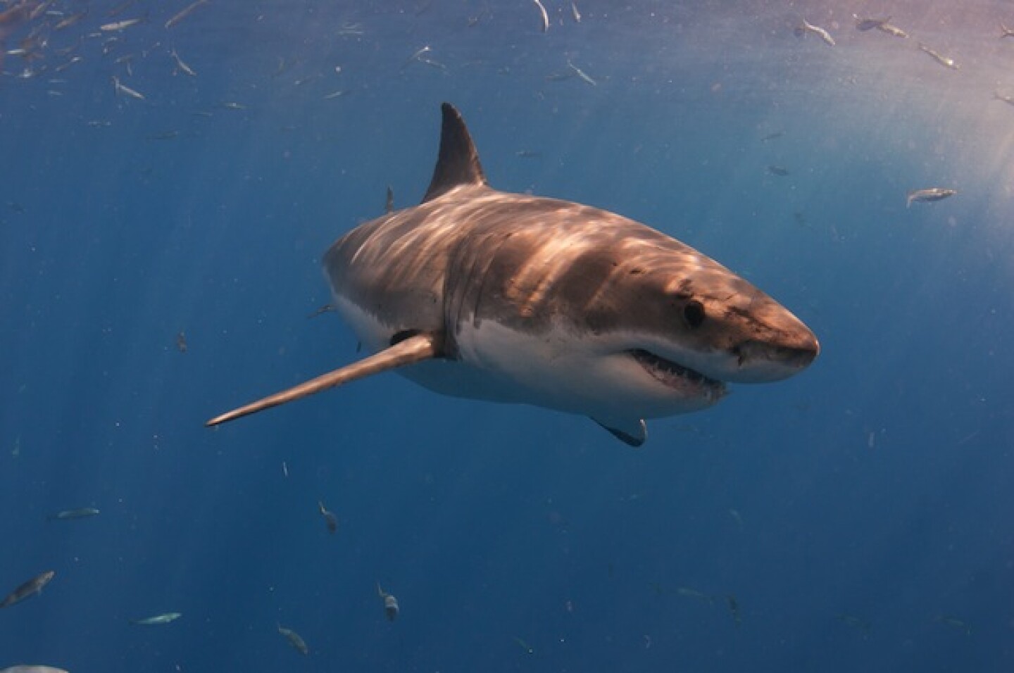 A great white shark swimming through the ocean.