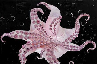 Tim Hawkinson, Octopus.